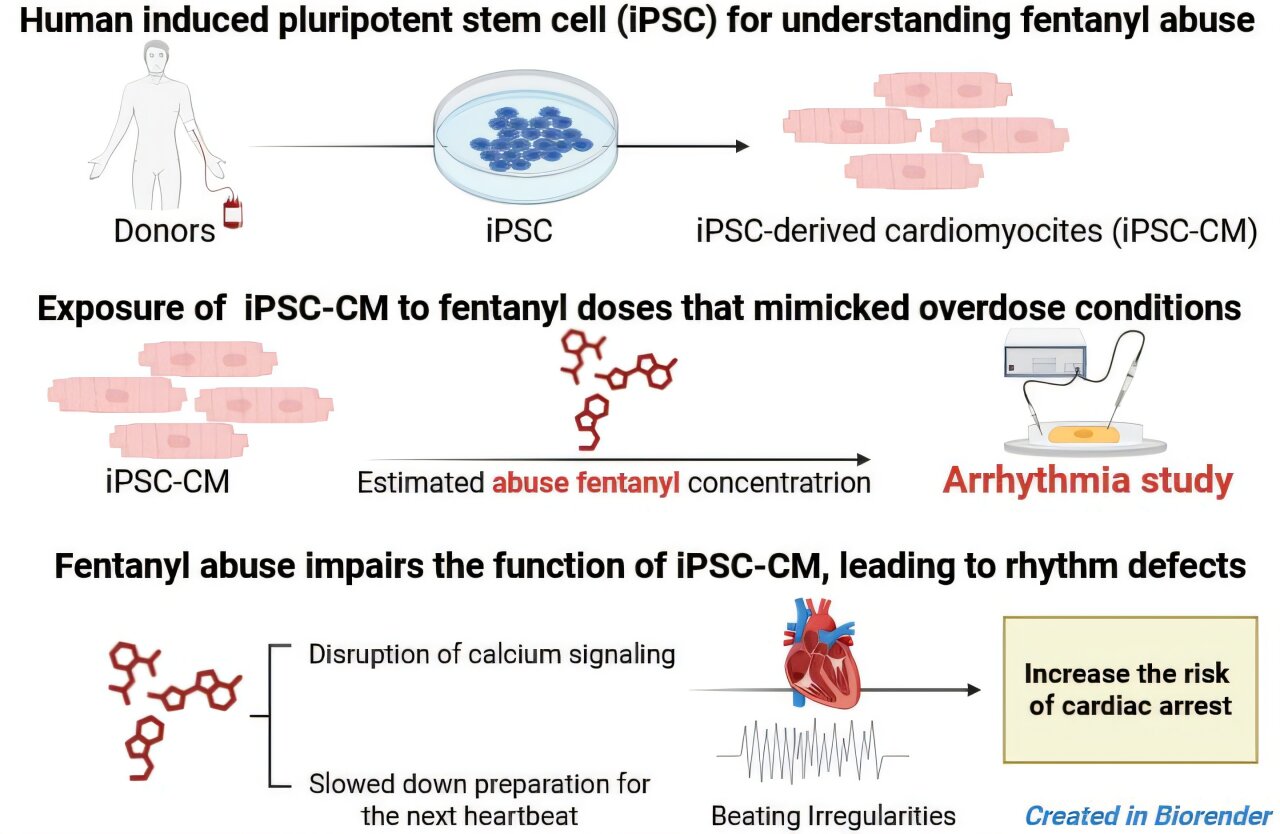 Explorer la promesse des cellules IPSC humaines pour comprendre les abus de fentanyl