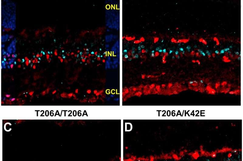 Les modèles de souris de la rétinite pigmentosa reflètent la pathobiologie du RP59 humain