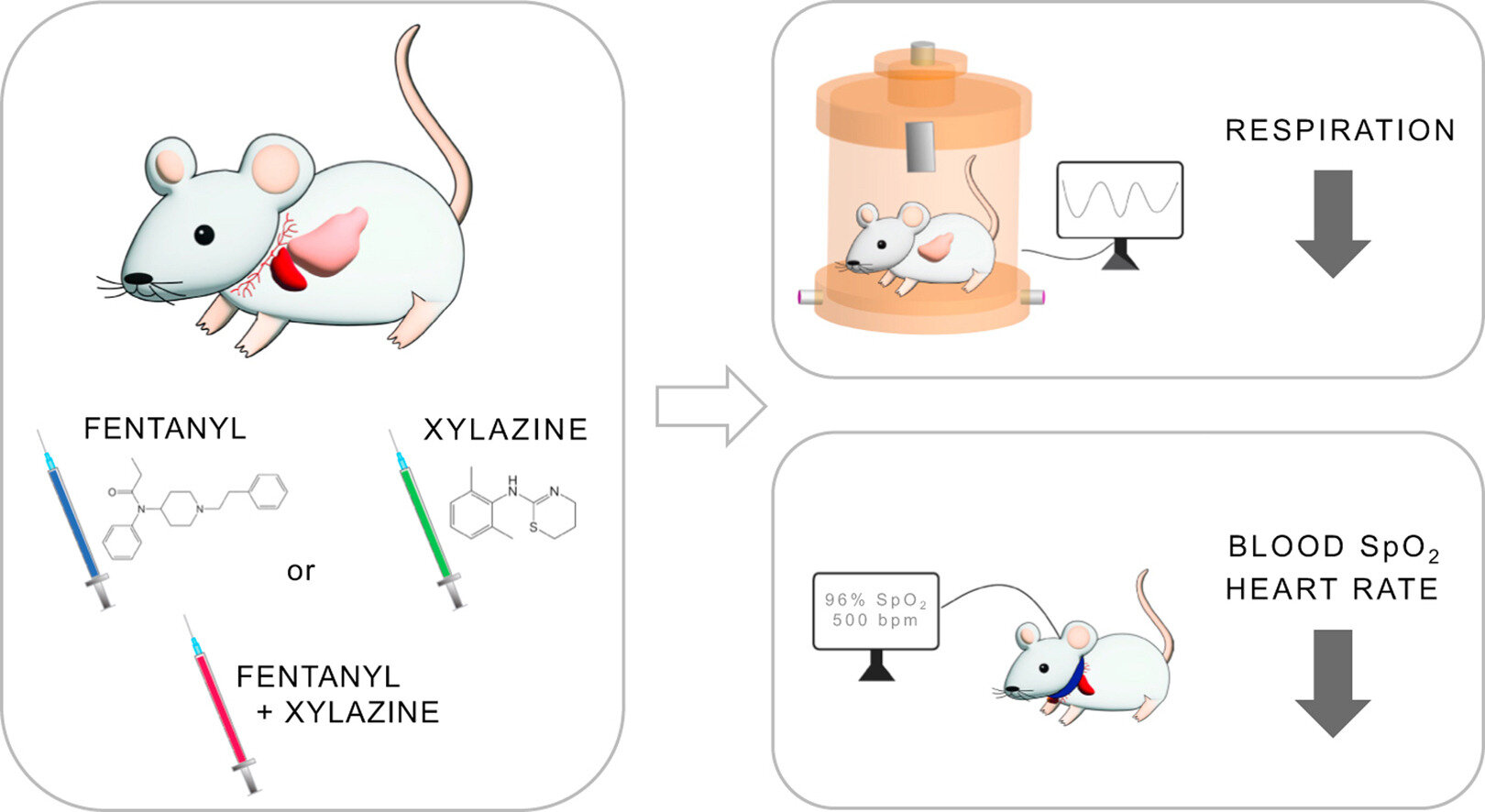 L'étude révèle comment un additif populaire du fentanyl affecte la respiration et la fréquence cardiaque