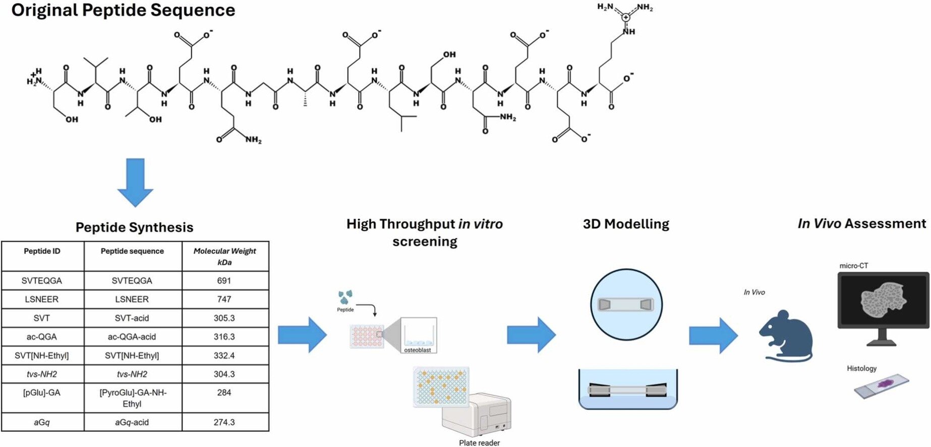 La molécule Pepitem est prometteuse dans la promotion de la croissance osseuse et la réduction de la perte osseuse