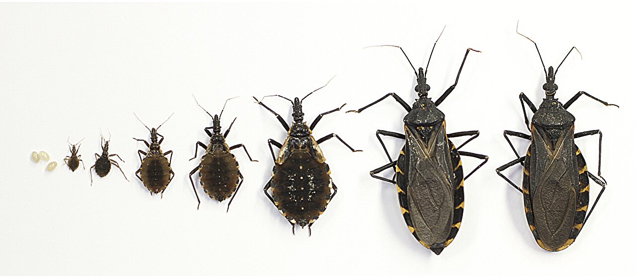 Les chercheurs exhortent la reconnaissance américaine de la maladie de Chagas comme endémique