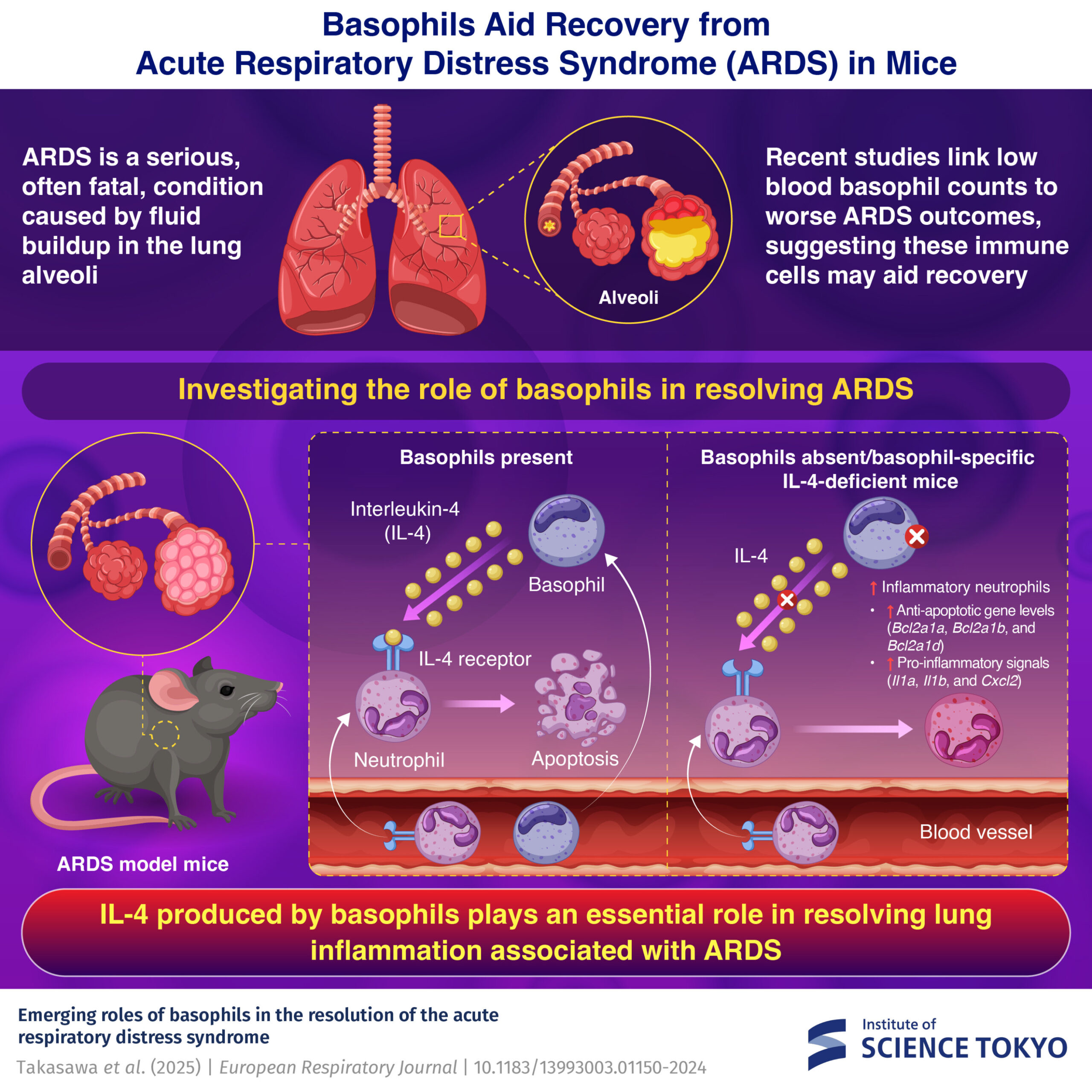 Les cellules immunitaires rares offrent un nouvel espoir pour traiter le syndrome de détresse respiratoire aiguë
