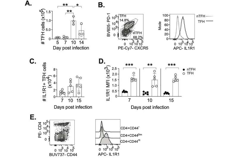 Les cellules de fabrication d'anticorps révèlent une nouvelle fonction en réponse à l'infection de la grippe