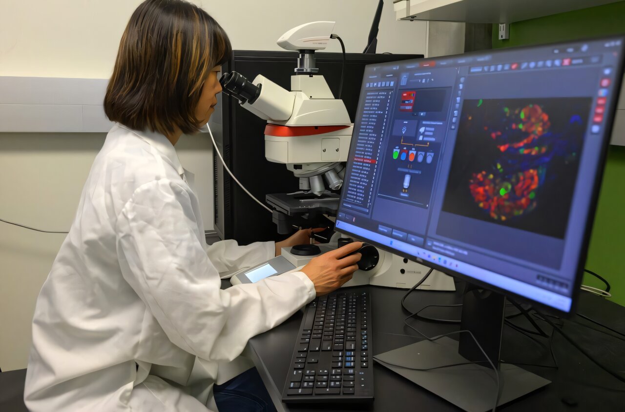 L'étude révèle que l'exposition au cannabis prénatal retard le développement de la reproduction chez la progéniture féminine