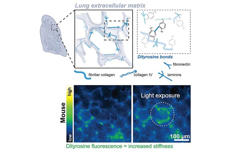 Ce que le raidissement du tissu pulmonaire révèle sur les premiers stades de la fibrose