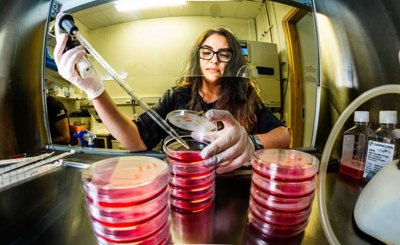 Une nouvelle découverte révèle comment les extrémités chromosomiques peuvent être protégées