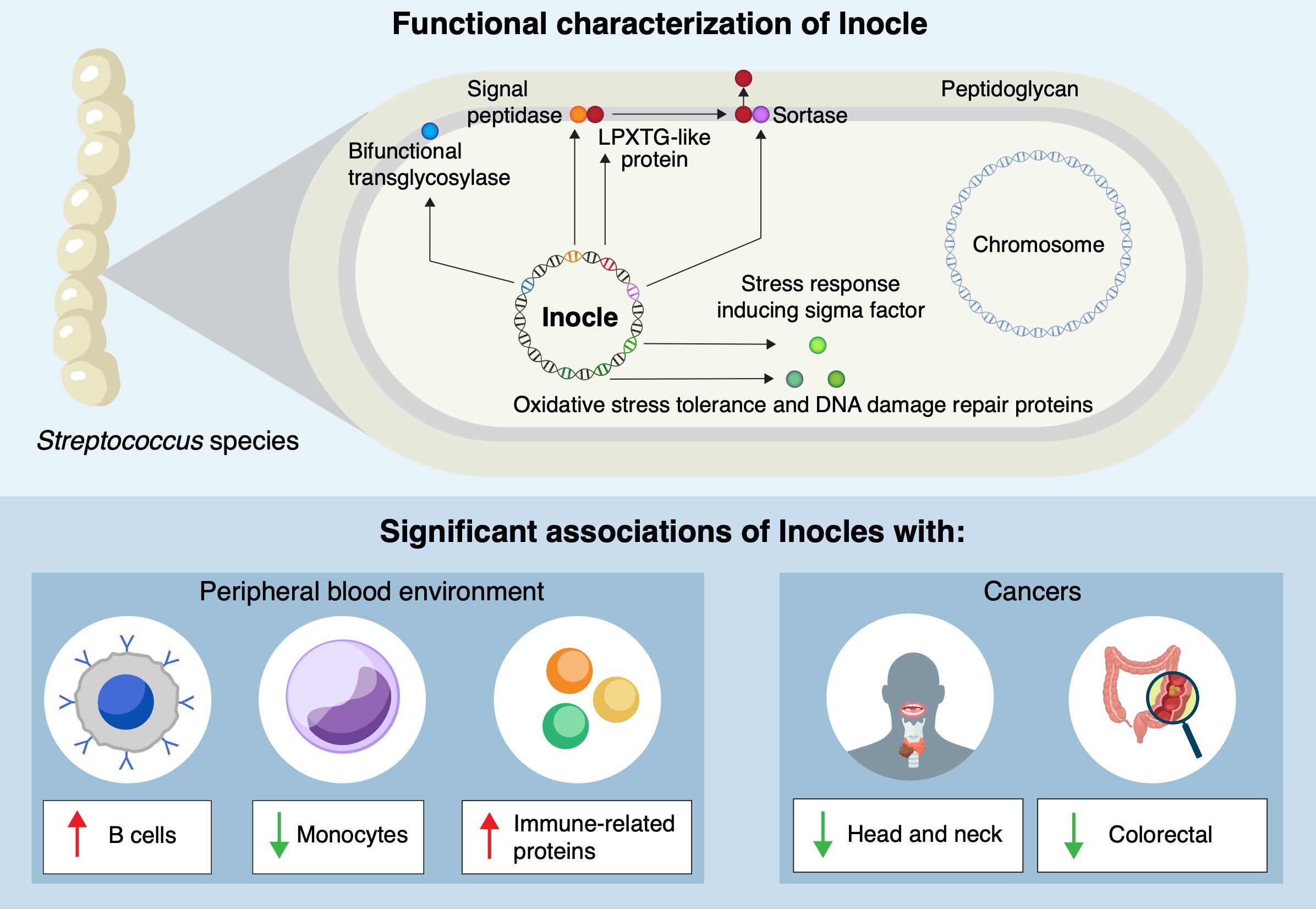 L'ADN géant découvert dans la bouche des gens pourrait avoir un impact sur la santé bucco-dentaire, l'immunité et même le risque de cancer