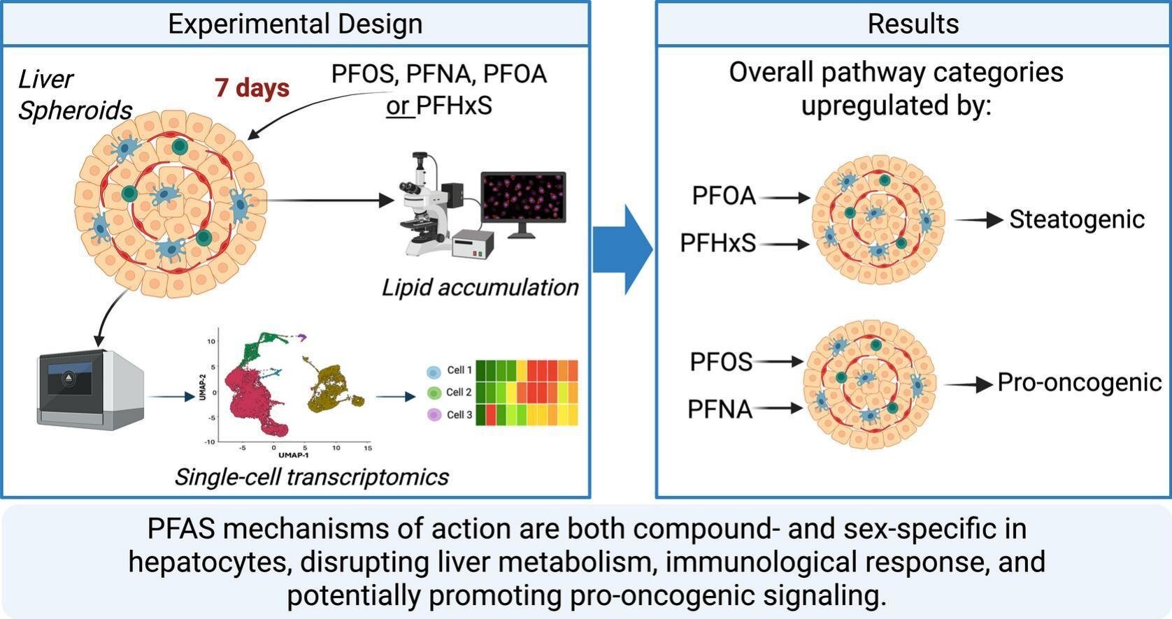 Comment les PFA perturbent la fonction saine dans les cellules hépatiques humaines