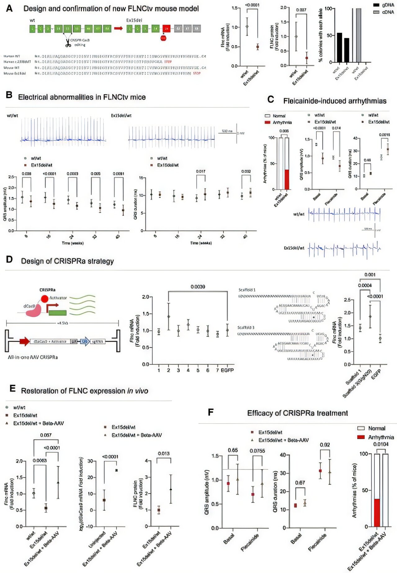 Les scientifiques rapportent la première utilisation de l'activation CRISPR pour traiter une maladie cardiaque chez la souris