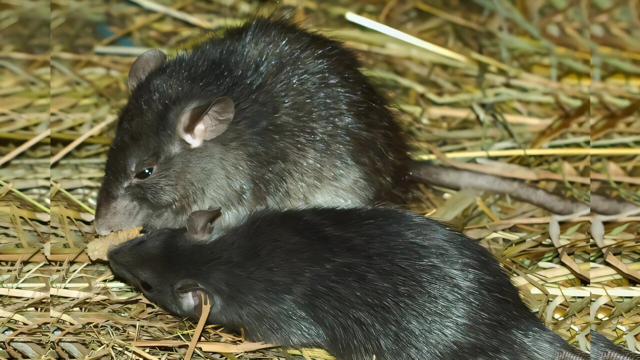 Stowaway Rat on Transatlantic Flight révèle des risques mondiaux de santé cachés