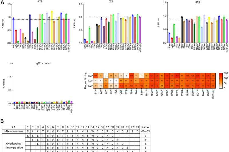 Le nouveau cocktail d'anticorps est prometteur pour traiter plusieurs souches de grippe