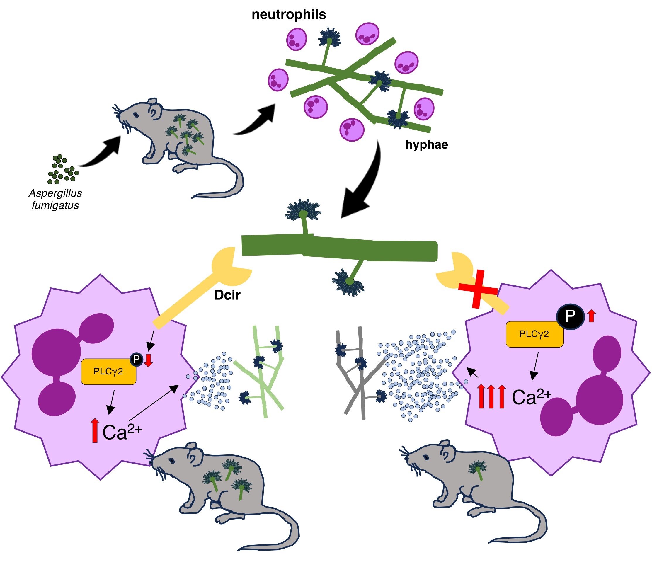 Comment un récepteur cellulaire atténue la réponse immunitaire contre l'infection fongique