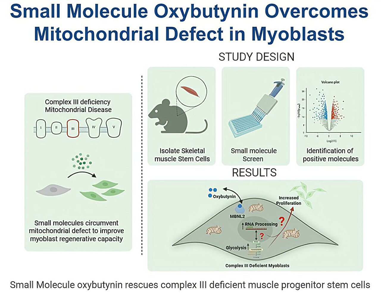 Drogue vieille de décennies déployée dans la lutte contre les maladies mitochondriales