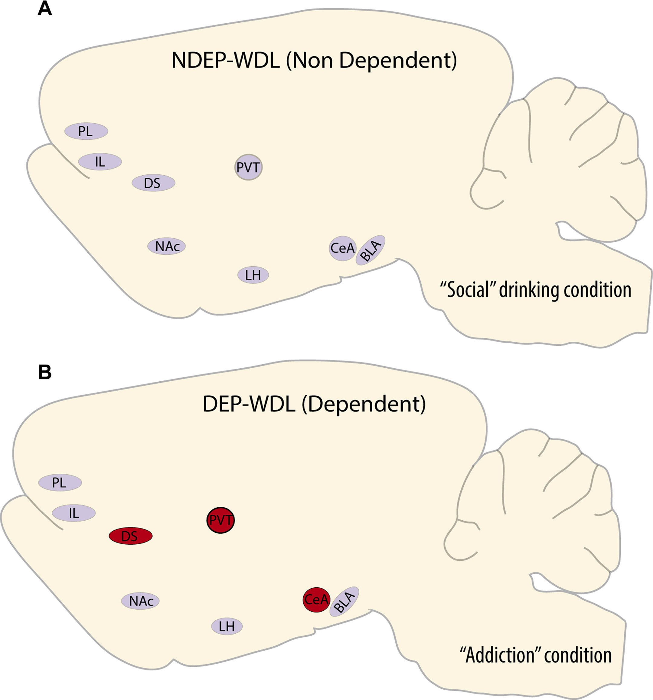 L'étude révèle que la zone du cerveau clé entraîne la recherche d'alcool pour échapper au stress de sevrage