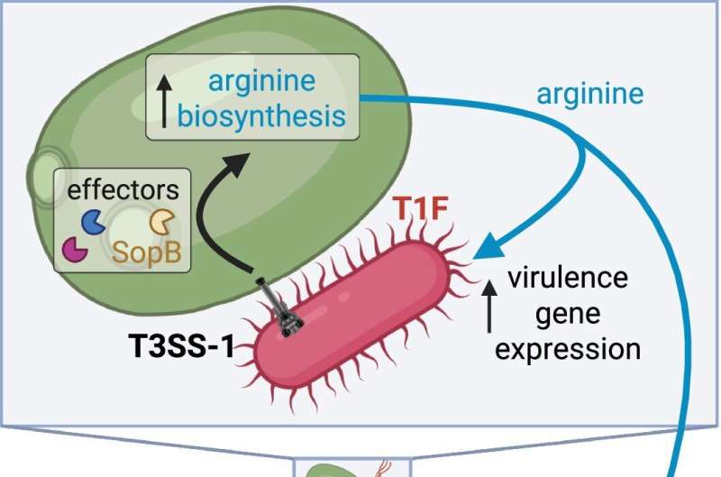 Un partenariat pathologique entre Salmonella et levure