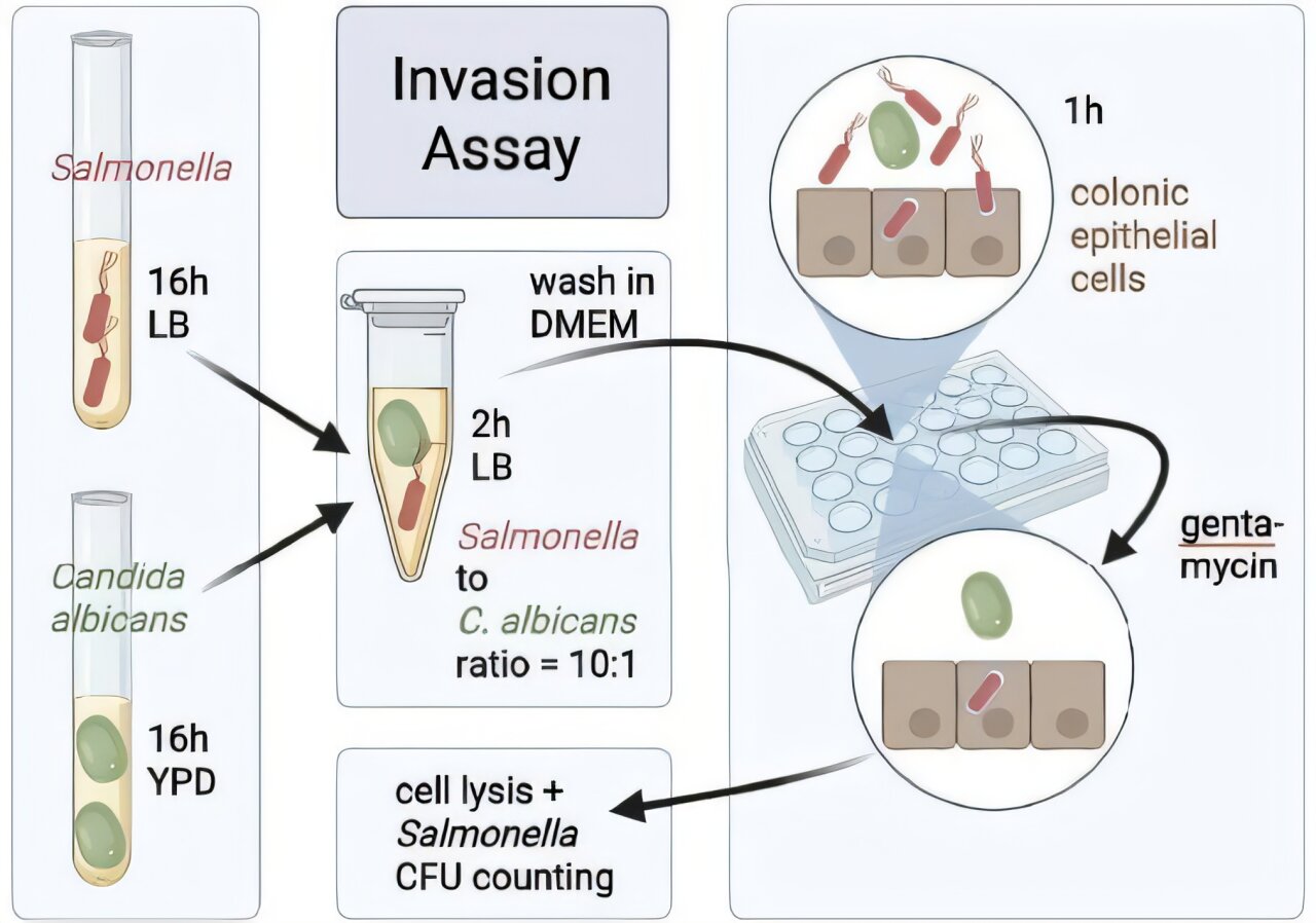 Un partenariat pathologique entre Salmonella et la levure dans l'intestin