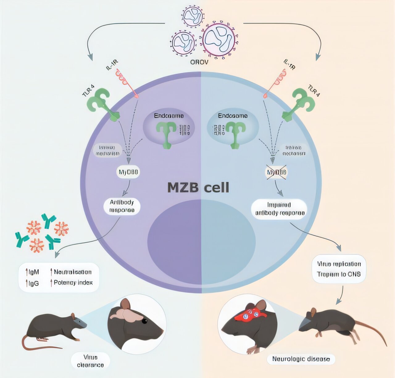 Contrôle de la réponse immunitaire nouvellement identifiée et empêche les dommages neurologiques
