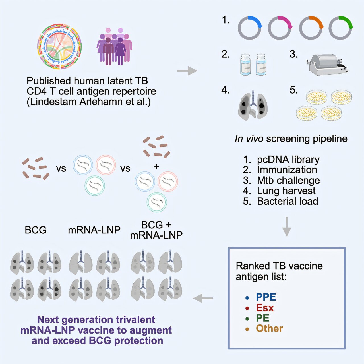 Les enquêteurs ouvrent la voie au vaccin TB de nouvelle génération