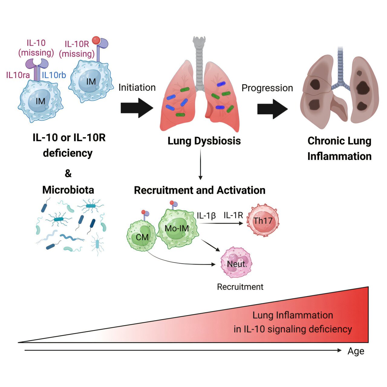 L'IL-10 est une petite protéine avec une grande partie dans la prévention de la fibrose pulmonaire