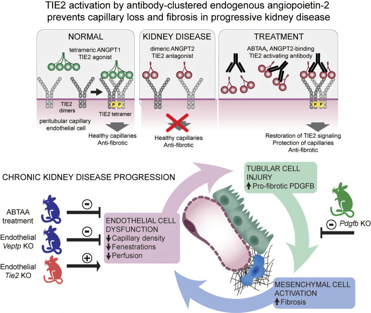L'étude constate que les anticorps expérimentaux peuvent réduire la fibrose dans la maladie rénale chronique