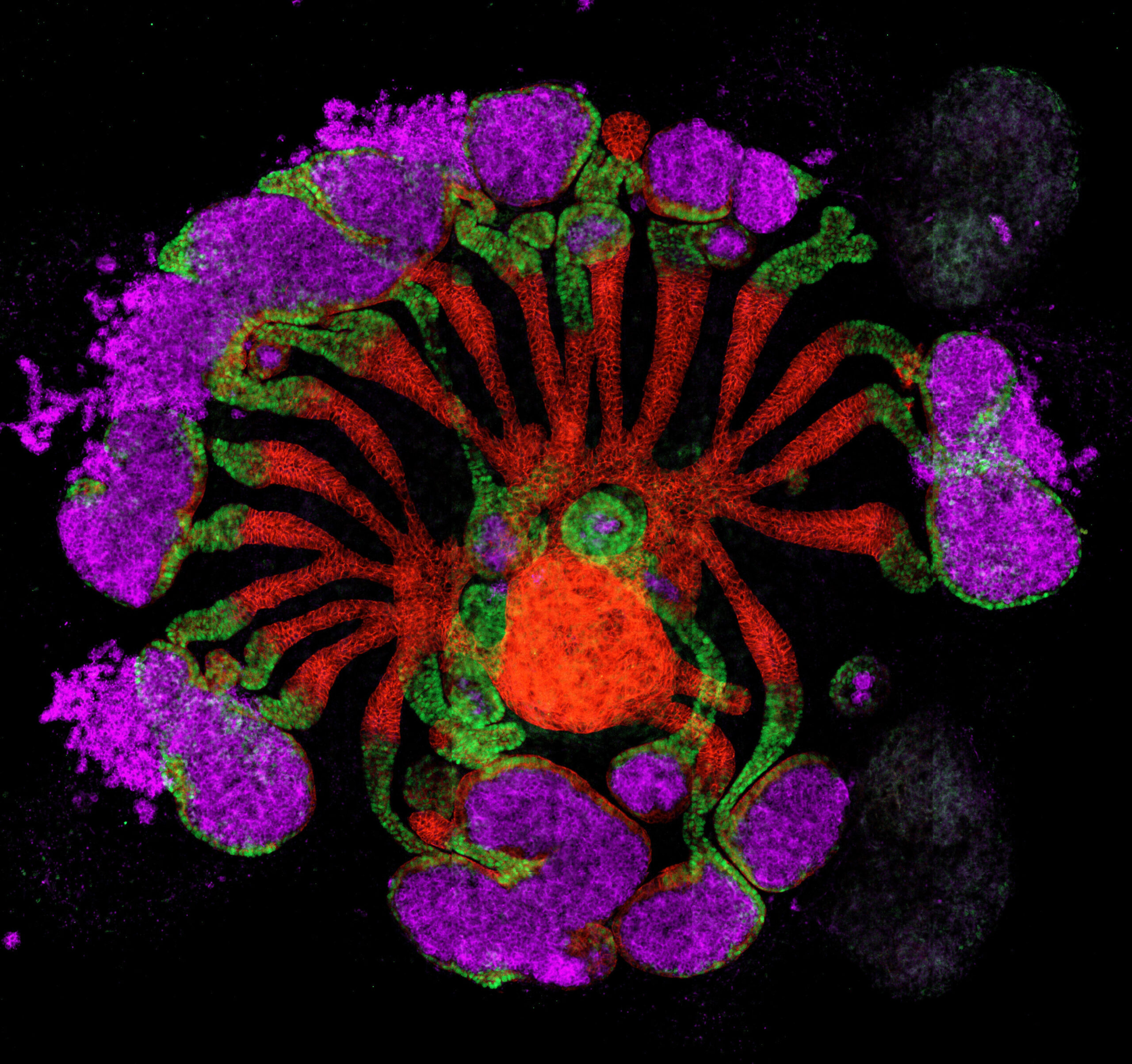 Les structures rénales cultivées en laboratoire atteignent une nouvelle maturité en étape vers des organes synthétiques
