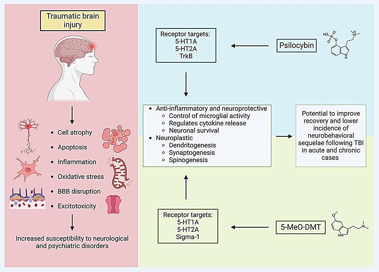 Les psychédéliques sont prometteurs pour le traitement des commotions cérébrales et des lésions cérébrales traumatiques