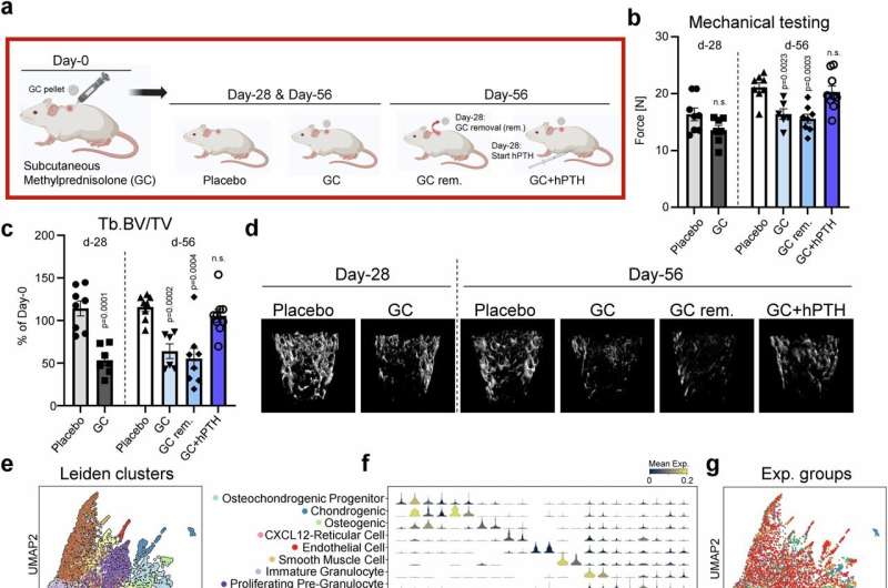 L'étude trouve des clés potentielles pour inverser la perte osseuse