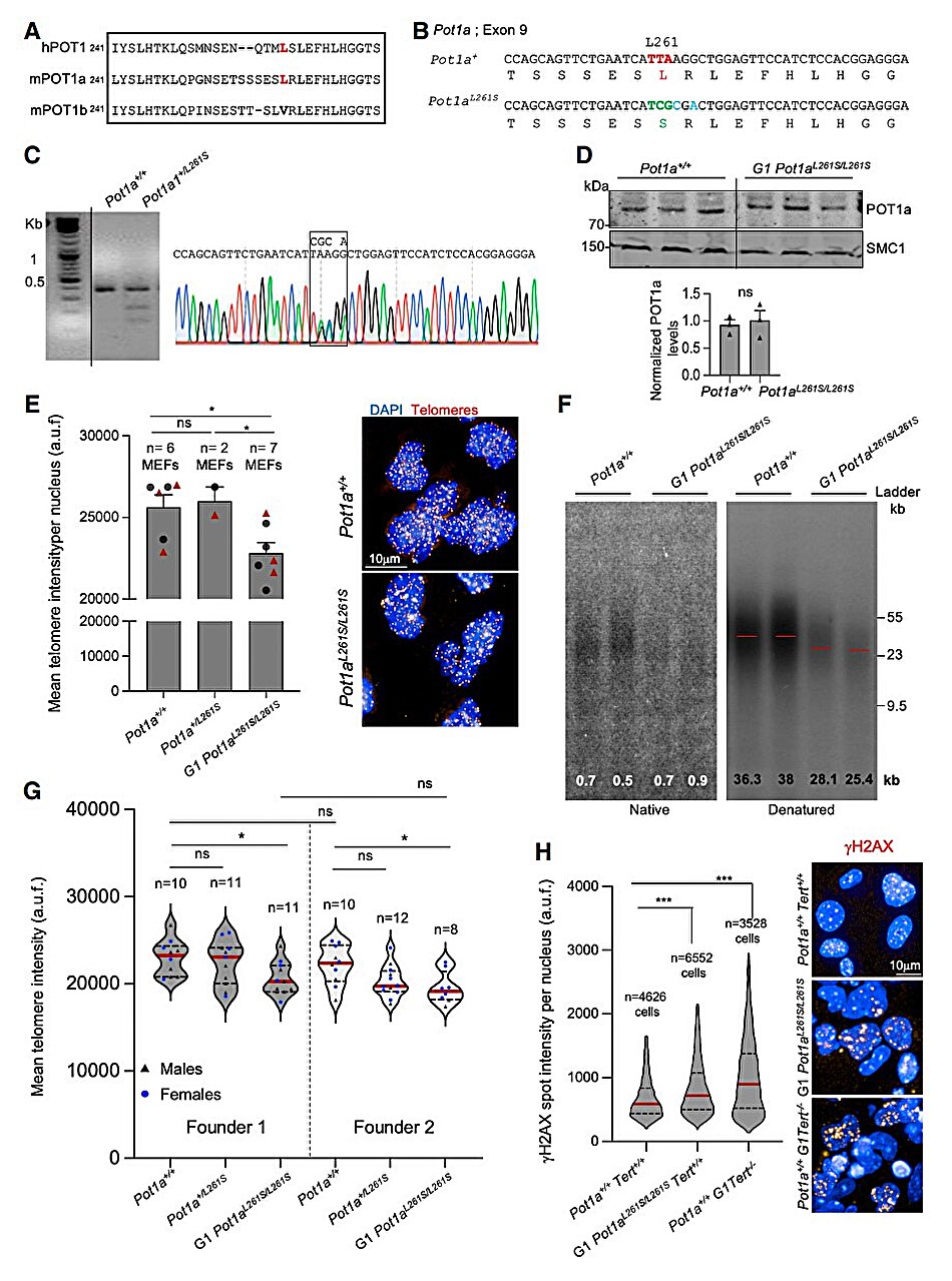 Comment les mutations génétiques provoquent une fibrose pulmonaire