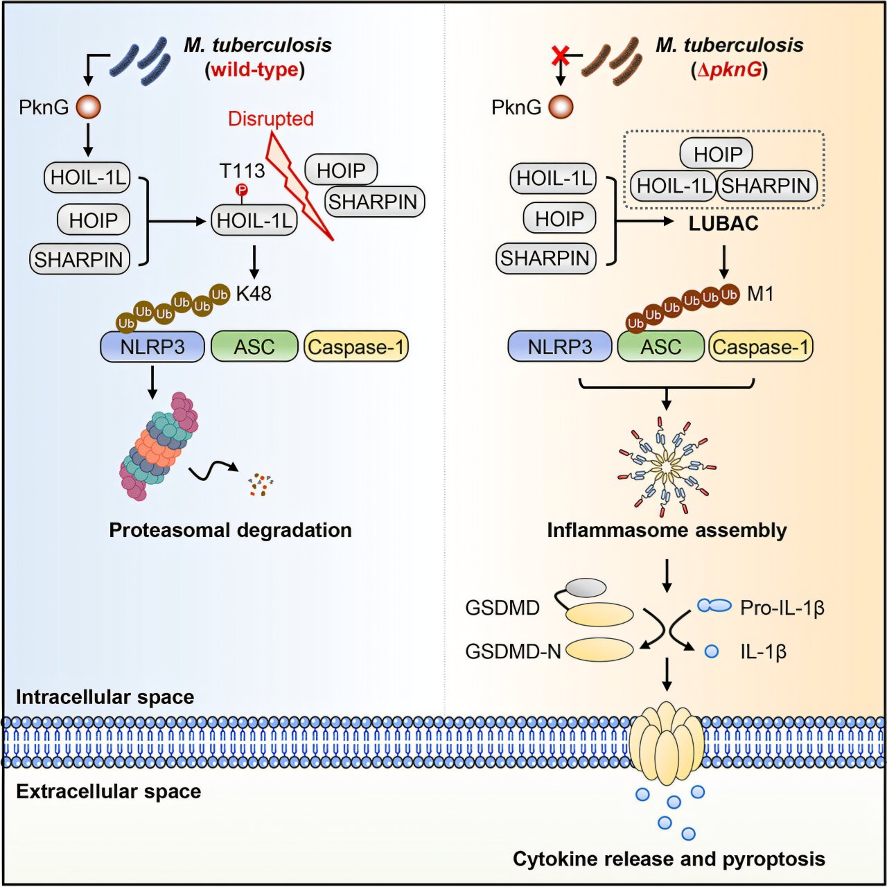 La bactérie de la tuberculose désactive le capteur immunitaire clé pour échapper aux défenses de l'hôte, l'étude révèle