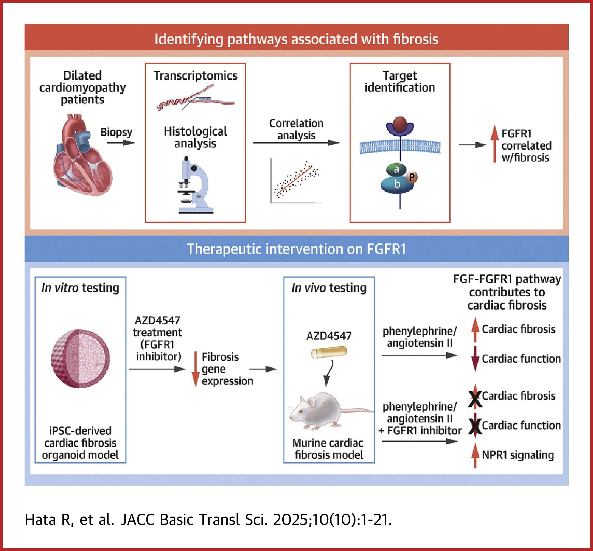 L'analyse à plusieurs échelles révèle l'inhibition du FGFR1 comme stratégie efficace contre la fibrose cardiaque