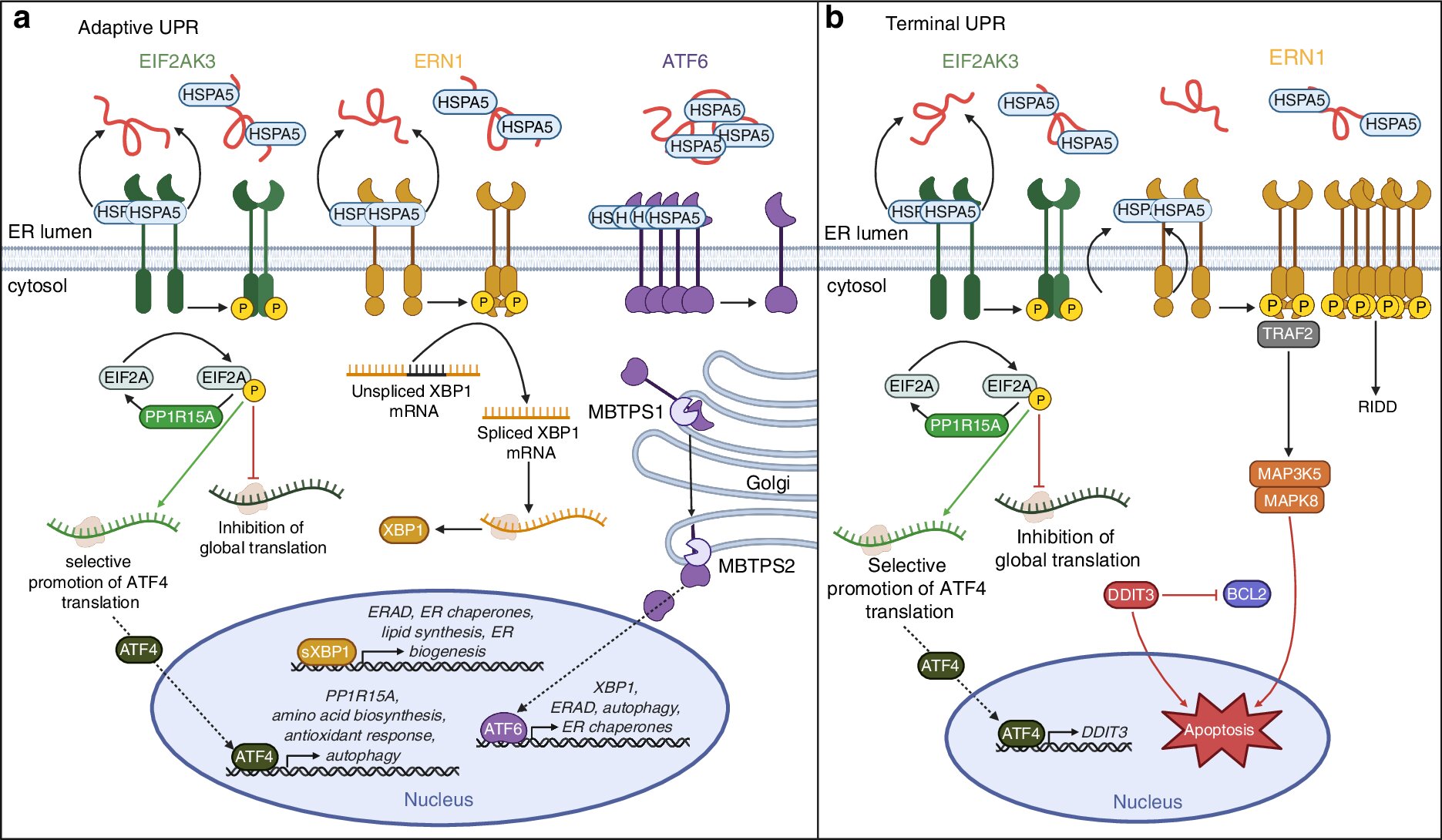 La voie de réponse des protéines dépliée offre de nouvelles cibles pour traiter la faiblesse osseuse chez les patients cancéreux