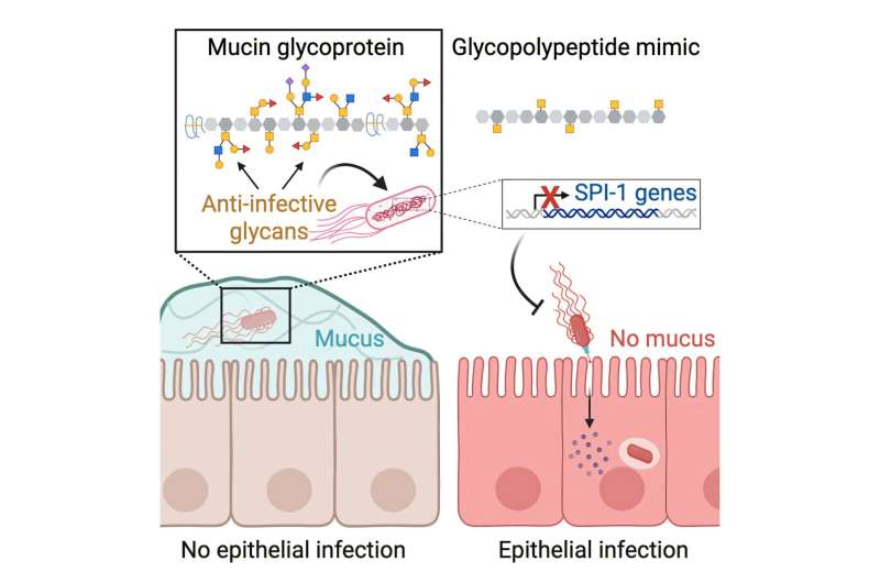 Le mucus contient des molécules qui bloquent l'infection à Salmonella, révèle l'étude