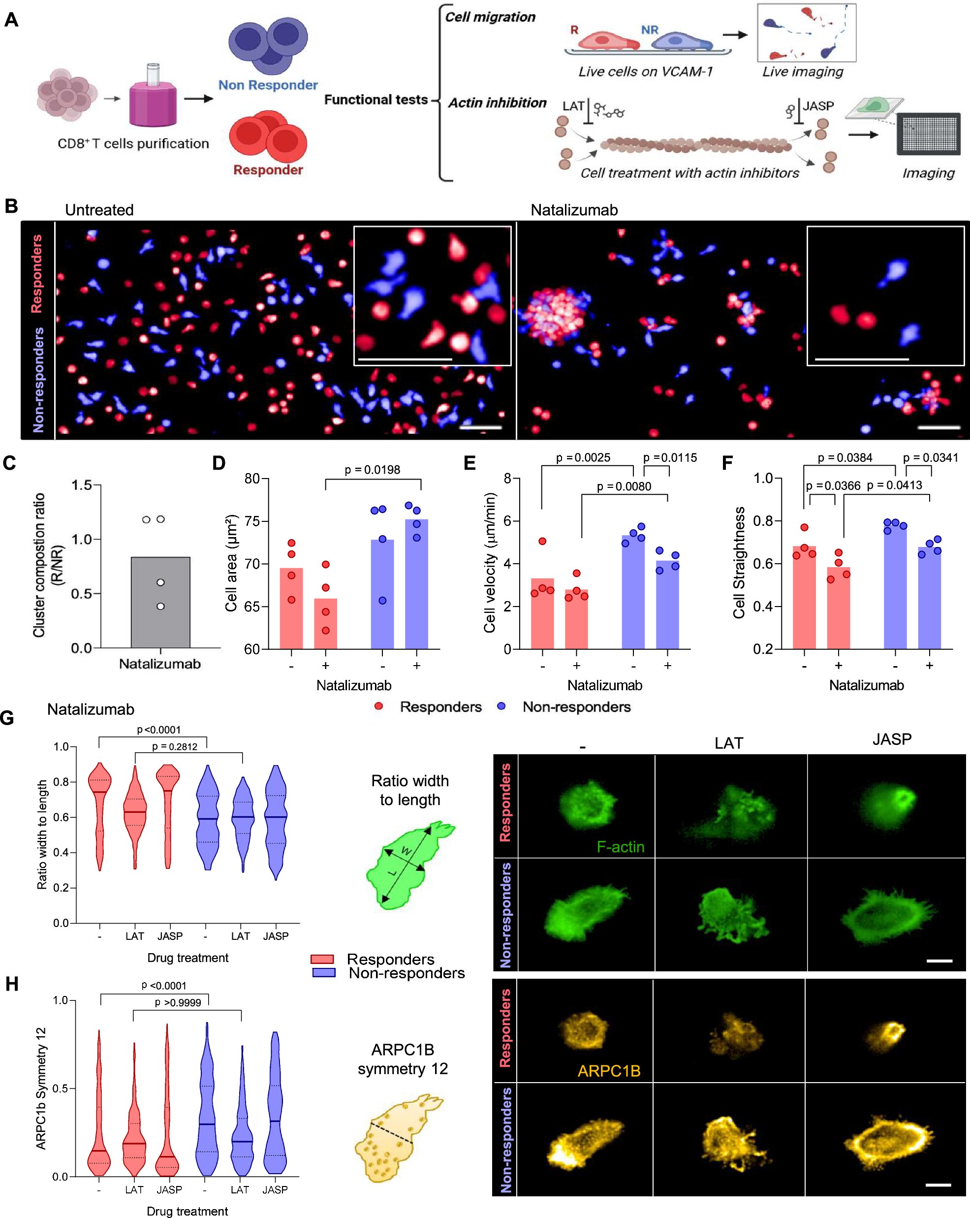 L'apprentissage automatique et l'imagerie cellulaire se combinent pour prédire l'efficacité des médicaments à la sclérose en plaques