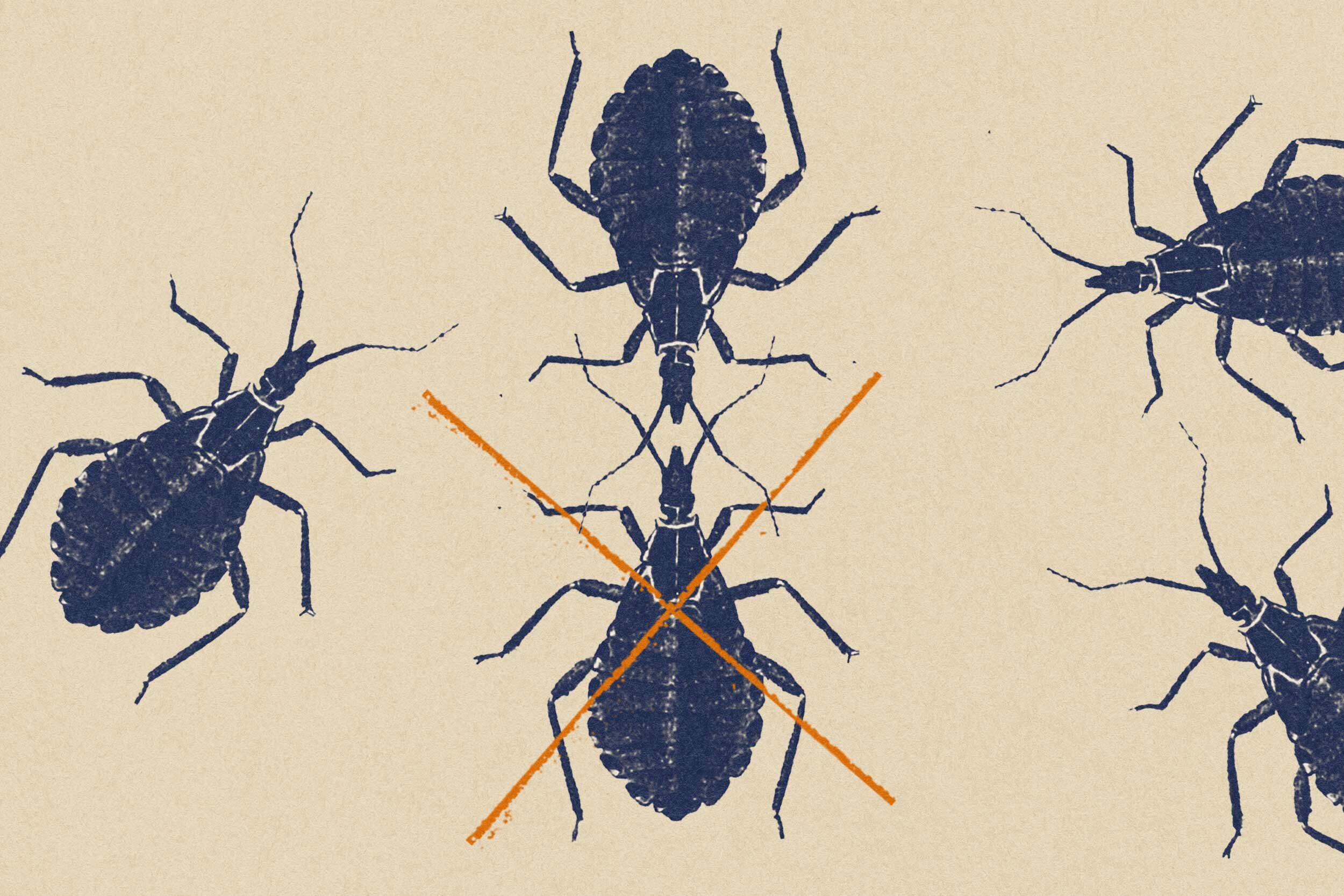 Les «insectes baisers» se propagent-ils la maladie en Virginie?