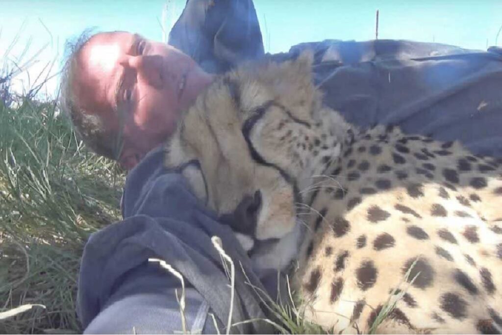 Au cœur d’un plaidoyer pour les guépards