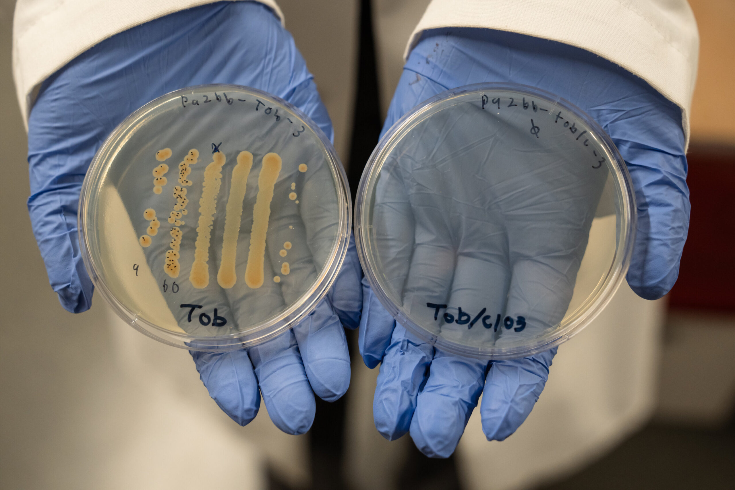 La combinaison à deux médicaments est prometteuse d'aider à guérir les blessures chroniques
