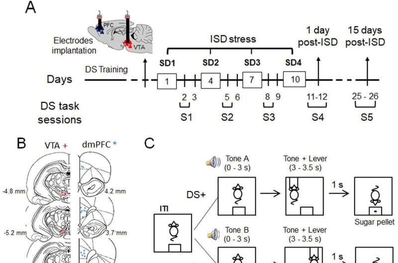 L'étude explore le lien entre le stress et le risque de dépendance