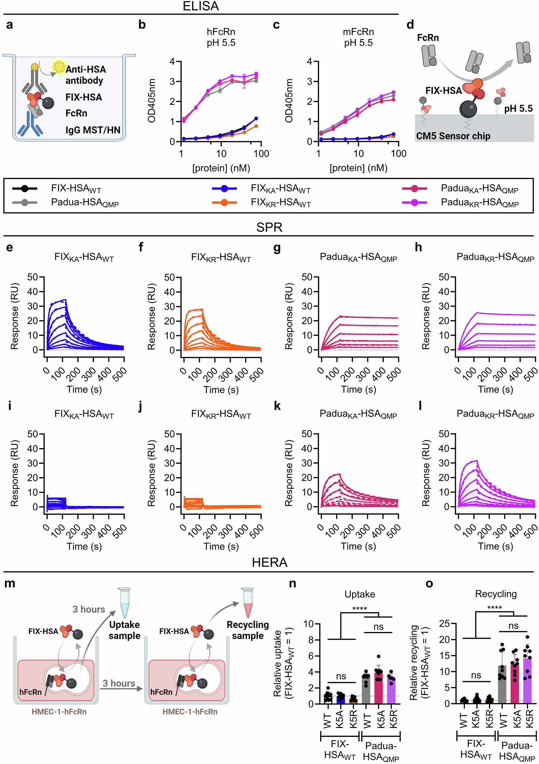 Le correctif de l'albumine ingénieux prolonge l'hémophilie B