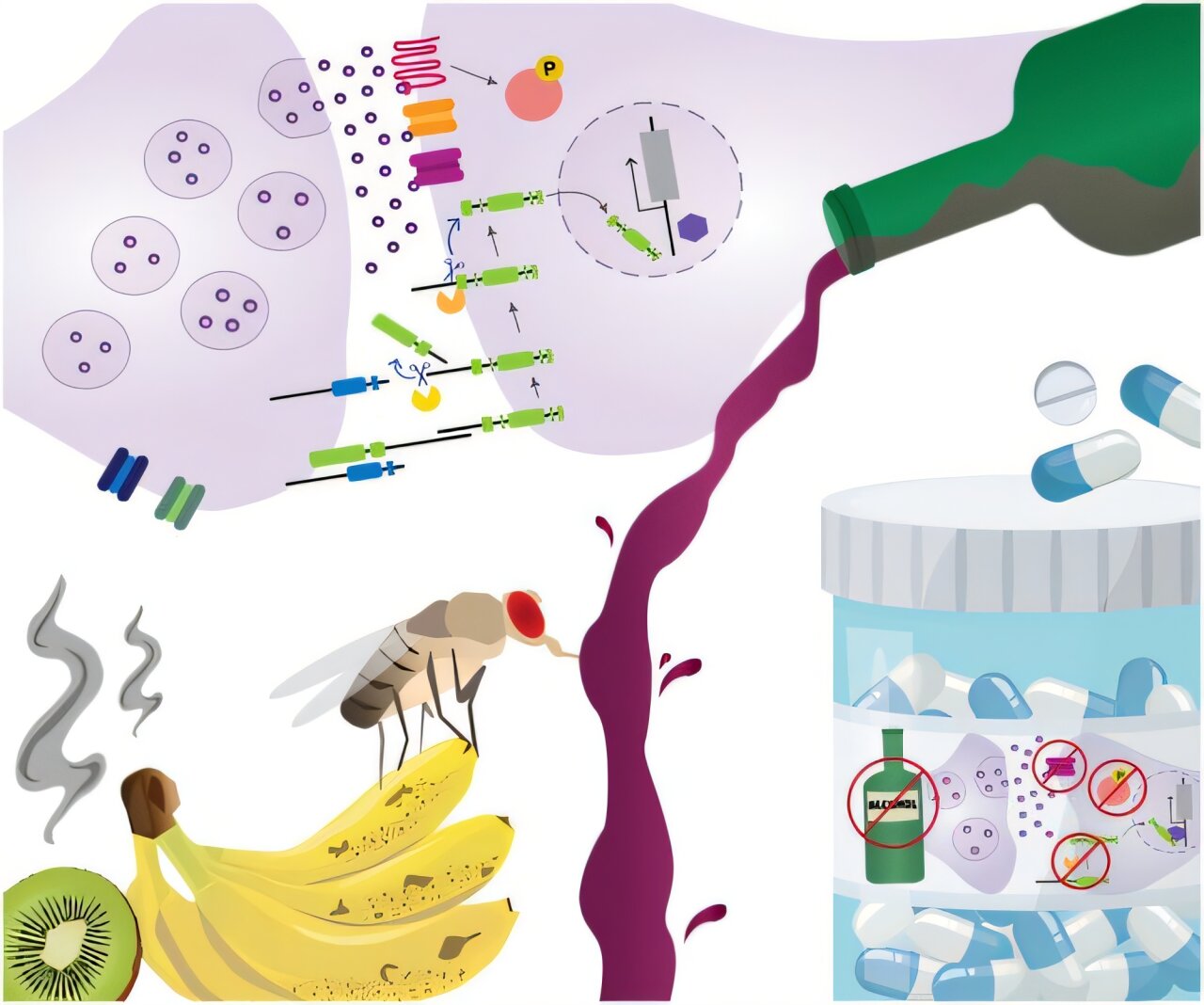 Les mouches des fruits peuvent-elles aider les scientifiques à développer des traitements pour les troubles de la consommation d'alcool?