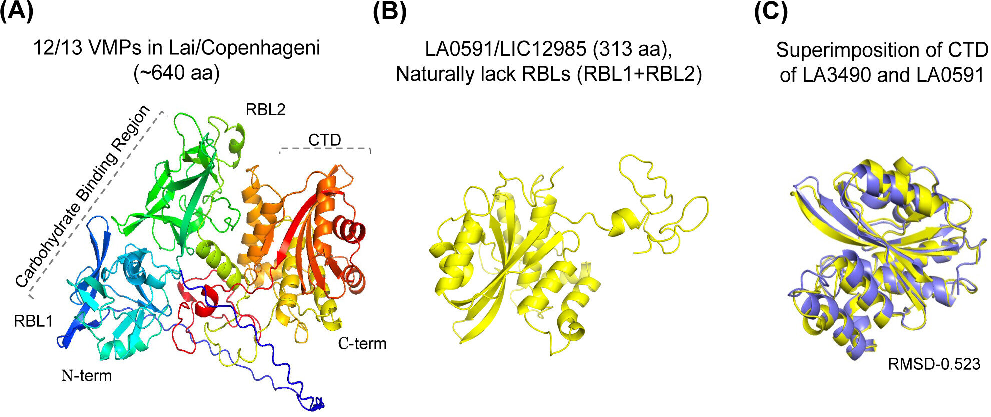 Un nouveau test pourrait permettre un diagnostic précoce et de meilleurs traitements pour la leptospirose