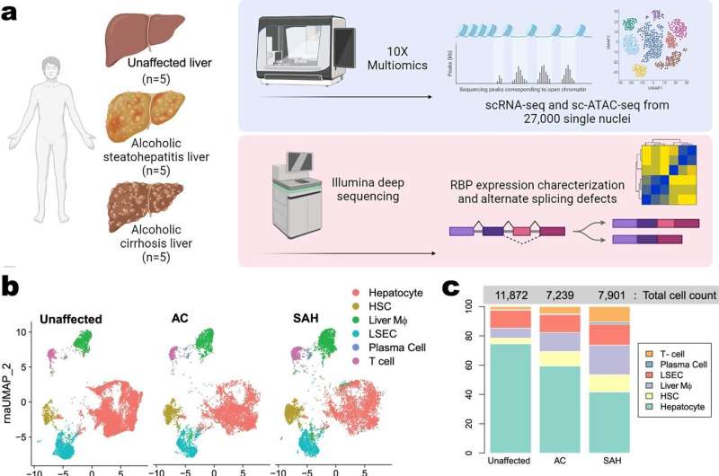 La consommation chronique d'alcool interrompt la régénération des cellules hépatiques