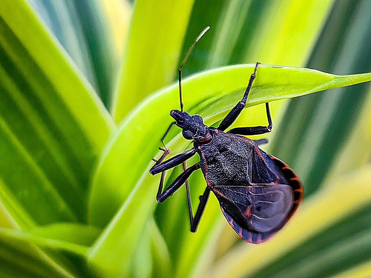 La maladie du `` baiser du bug '' est maintenant endémique dans le sud