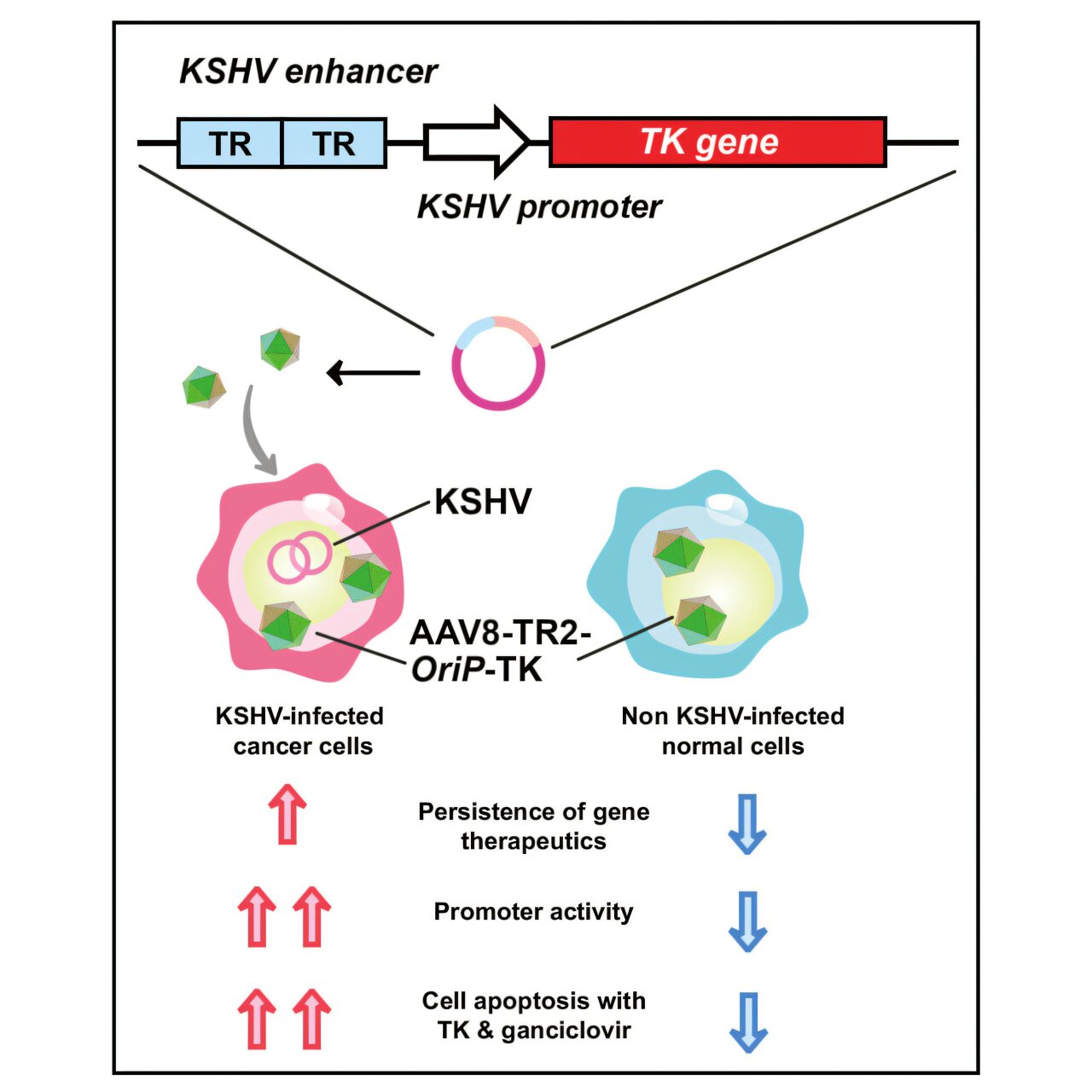 Le «cheval de Troie» génétique tue sélectivement les cellules cancéreuses liées au sarcome de Kaposi
