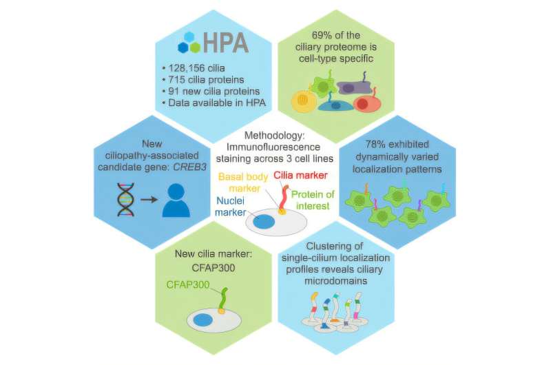 L'étude des cils humains offre des indices sur les maladies de l'enfance