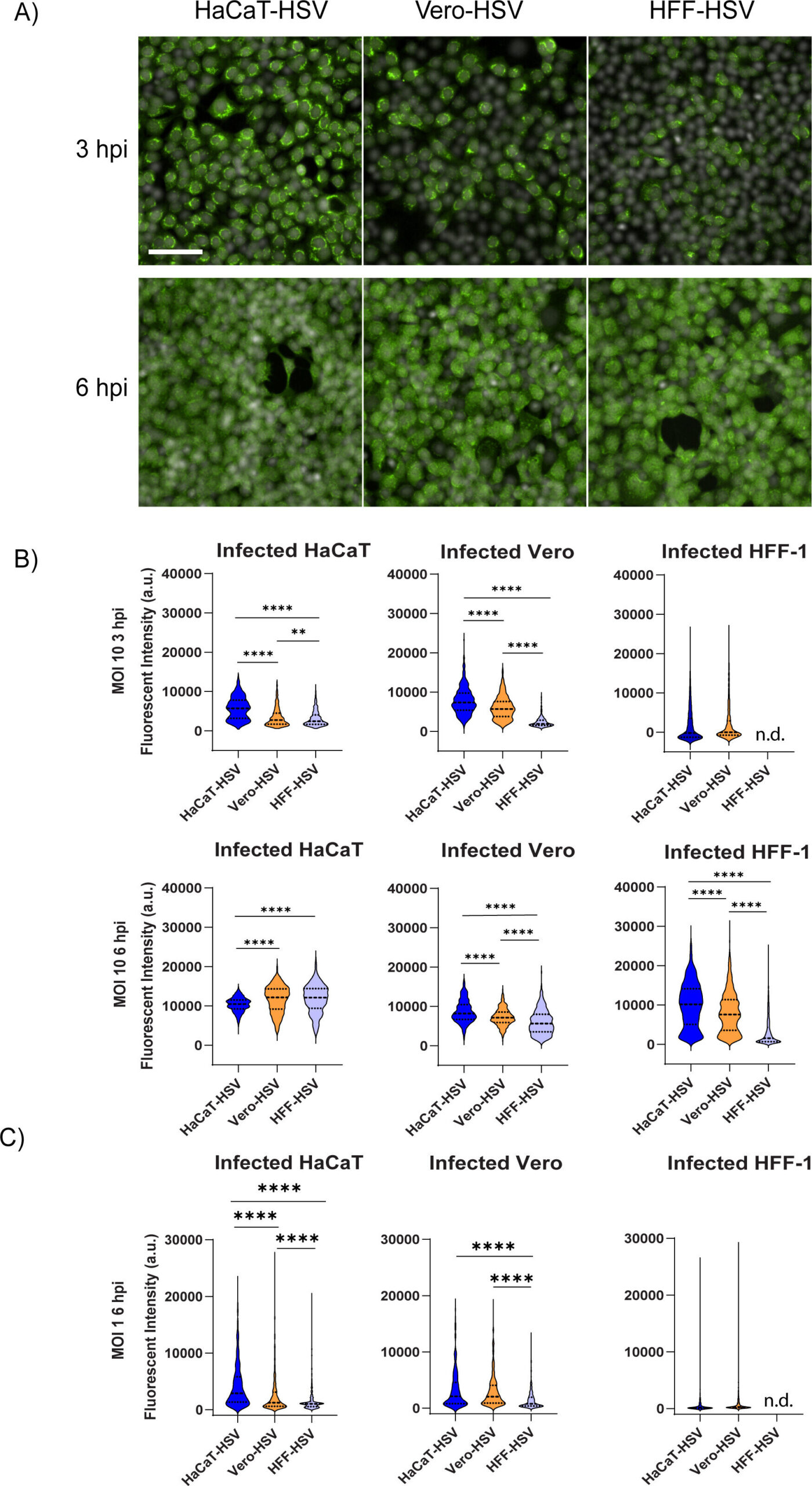 Les virus de l'herpès cultivés à partir de différentes lignées cellulaires présentent des propriétés biologiques distinctes, révèle la recherche