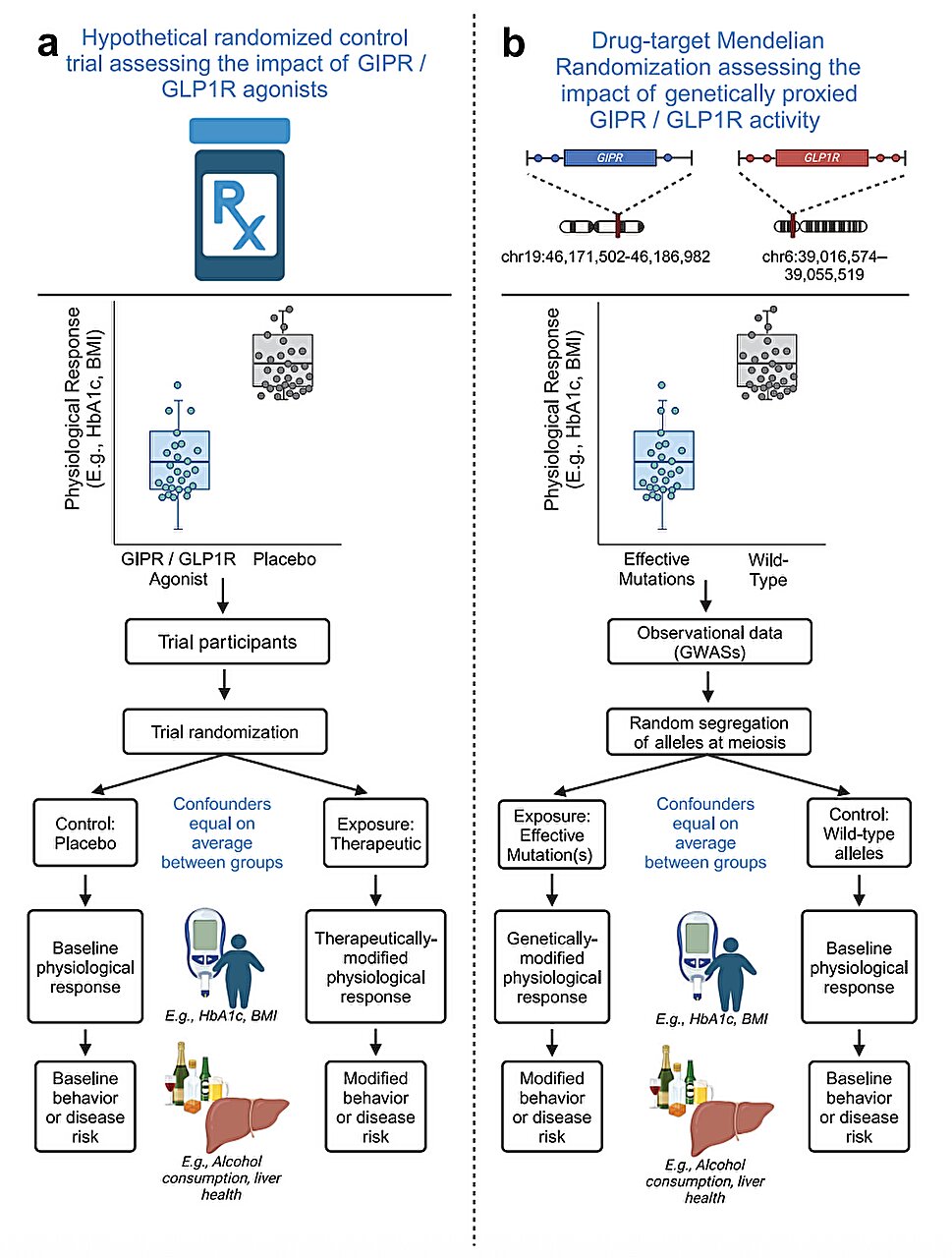 Les médicaments contre le diabète sont prometteurs pour le traitement du trouble de la consommation d'alcool