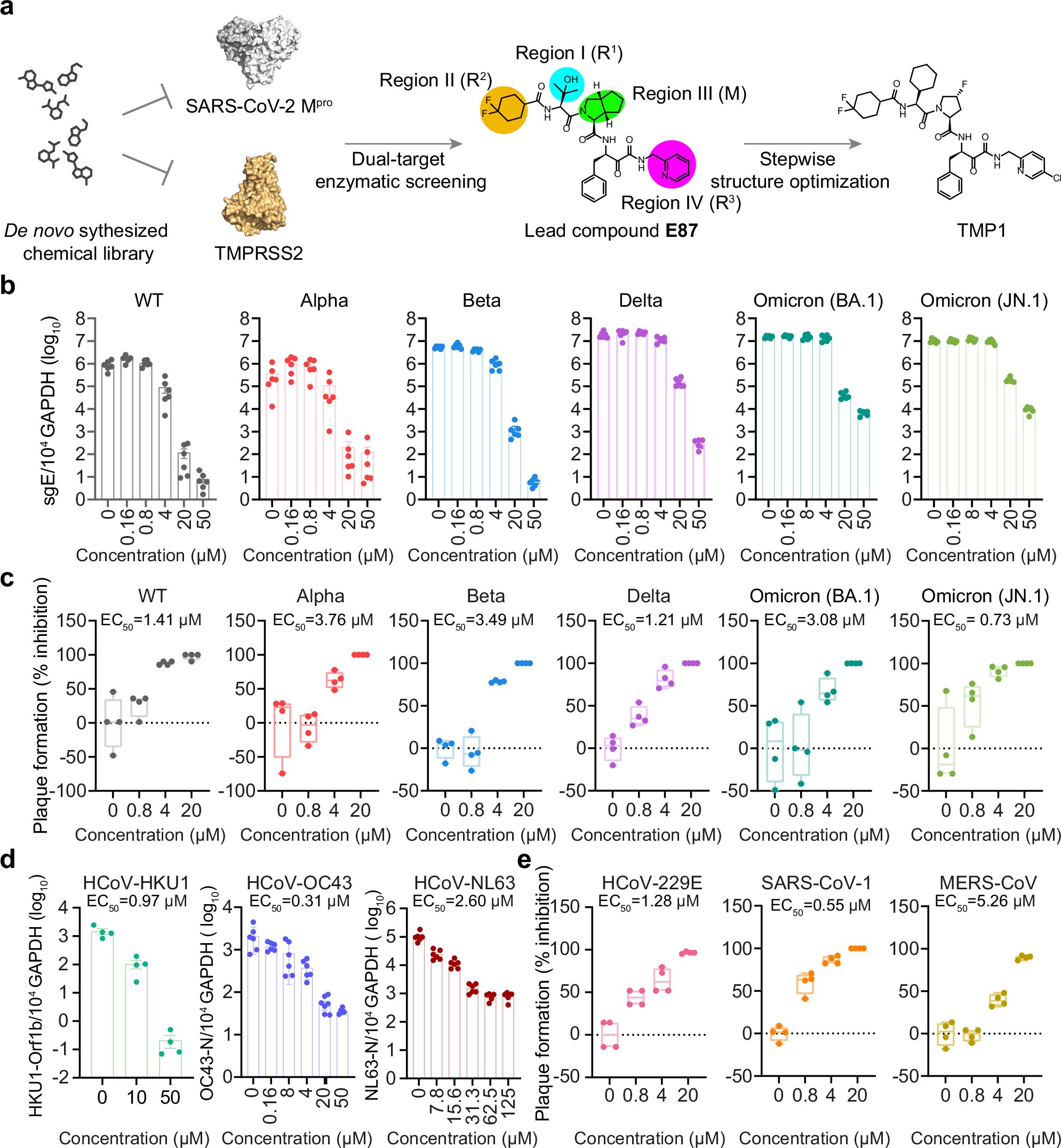 L'inhibiteur bispécifique peut lutter contre une large gamme de coronavirus, y compris des variantes résistantes à Paxlovid