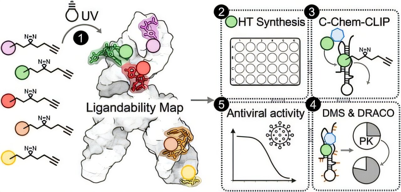 La plate-forme de découverte de médicament donne un composé optimisé contre SARS-CoV-2 et est prometteur contre d'autres virus à base d'ARN