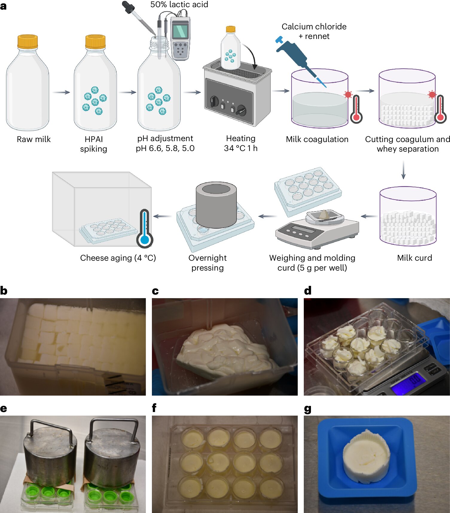 La grippe aviaire persiste dans le fromage au lait cru, selon une étude