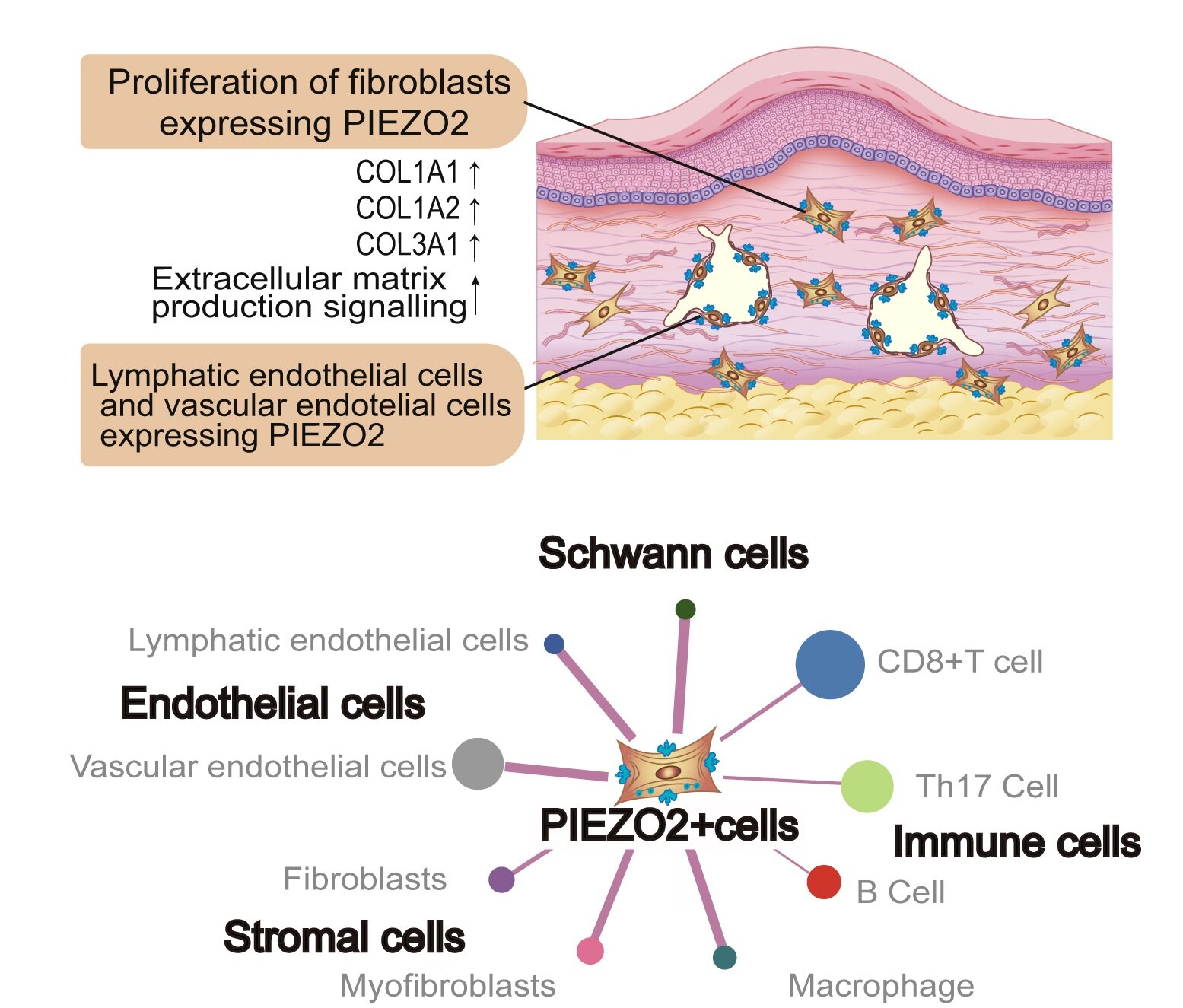 Les chercheurs découvrent un type de fibroblaste qui peut contribuer à la formation et à la récidive de cicatrices envahissantes